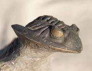 Hollardops mesocristata (LE MAITRE 1952)