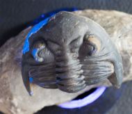 Hollardops mesocristata (LE MAITRE 1952)