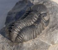 Boeckops stelcki MCKELLAR et al 2009