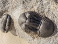 Paralejurus rehamnanus Alberti, 1970 & Gerastos tuberculatus (Barrande, 1846)