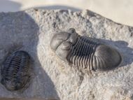 Paralejurus rehamnanus Alberti, 1970 & Gerastos tuberculatus (Barrande, 1846)