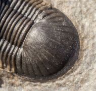 Paralejurus rehamnanus Alberti, 1970 & Gerastos tuberculatus (Barrande, 1846)