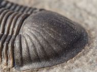 Paralejurus rehamnanus Alberti, 1970 & Gerastos tuberculatus (Barrande, 1846)