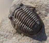 Paralejurus rehamnanus Alberti, 1970 & Gerastos tuberculatus (Barrande, 1846)