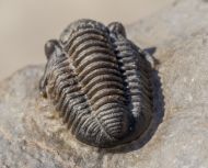 Paralejurus rehamnanus Alberti, 1970 & Gerastos tuberculatus (Barrande, 1846)