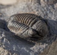 Paralejurus rehamnanus Alberti, 1970 & Gerastos tuberculatus (Barrande, 1846)