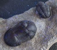 Paralejurus rehamnanus Alberti, 1970 & Gerastos tuberculatus (Barrande, 1846)