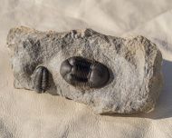 Paralejurus rehamnanus Alberti, 1970 & Gerastos tuberculatus (Barrande, 1846)