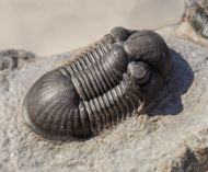 Paralejurus rehamnanus Alberti, 1970 & Gerastos tuberculatus (Barrande, 1846)