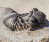 Paralejurus rehamnanus Alberti, 1970 & Gerastos tuberculatus (Barrande, 1846)
