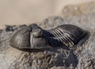 Paralejurus rehamnanus Alberti, 1970 & Gerastos tuberculatus (Barrande, 1846)