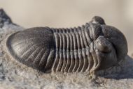 Paralejurus rehamnanus Alberti, 1970 & Gerastos tuberculatus (Barrande, 1846)