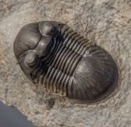 Paralejurus rehamnanus Alberti, 1970 & Gerastos tuberculatus (Barrande, 1846)
