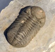 Morocops cf torkozensis (Schraut, 2000)