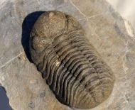 Morocops cf torkozensis (Schraut, 2000)