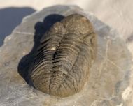 Morocops cf torkozensis (Schraut, 2000)