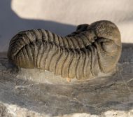 Morocops cf torkozensis (Schraut, 2000)