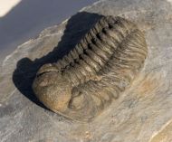 Morocops cf torkozensis (Schraut, 2000)