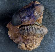 Paralejurus elayounensis Schraut, 2000 & Reedops intermedius chlupaci  Schraut, 2000 &Reedops cephalotes hamlagdadianus Alberti 1983