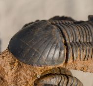 Paralejurus elayounensis Schraut, 2000 & Reedops intermedius chlupaci  Schraut, 2000 &Reedops cephalotes hamlagdadianus Alberti 1983