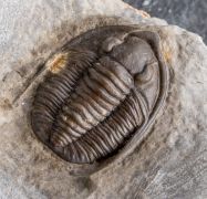 Diademaproetus mohamedi Chatterton et al, 2006