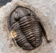 Diademaproetus mohamedi Chatterton et al, 2006