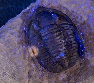 Diademaproetus mohamedi Chatterton et al, 2006