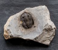 Diademaproetus mohamedi Chatterton et al, 2006