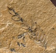 Ernestiodendron filiciforme (SCHLOTHEIM, 1827)