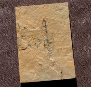 Ernestiodendron filiciforme (SCHLOTHEIM, 1827)