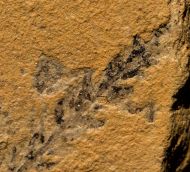 Culmitzschia sp.