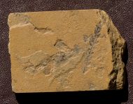 Culmitzschia sp.