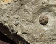 Halocrinites minor (SCHULTZE, 1866)