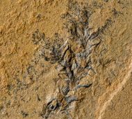 Ernestiodendron filiciforme (Schlotheim, 1927)