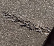Otovicia hypnoides (Brongniart, 1849)