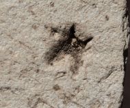 Fossile Nuss, ?Juglandaceae non det.