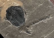 Cardiocarpus sp