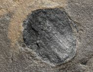 Cardiocarpus sp
