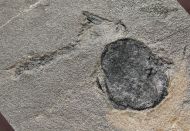 Cardiocarpus sp