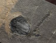 Cardiocarpus sp