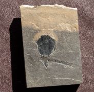 Cardiocarpus sp