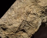 Isocrinus nicoleti (THURMANN in Thurmann & �tallon, 1861)