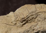 Isocrinus nicoleti (THURMANN in Thurmann & �tallon, 1861)