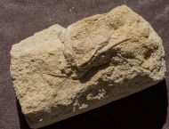 Isocrinus nicoleti (THURMANN in Thurmann & �tallon, 1861)