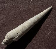 Subula fuscata (BROCCHI, 1814)