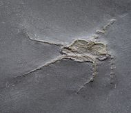 Ophiurina lymani (St�rtz, 1889)