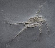 Ophiurina lymani (St�rtz, 1889)