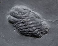 Chotecops sp.