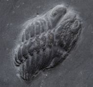 Chotecops sp.