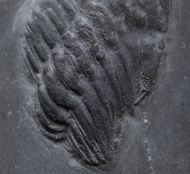 Chotecops sp.